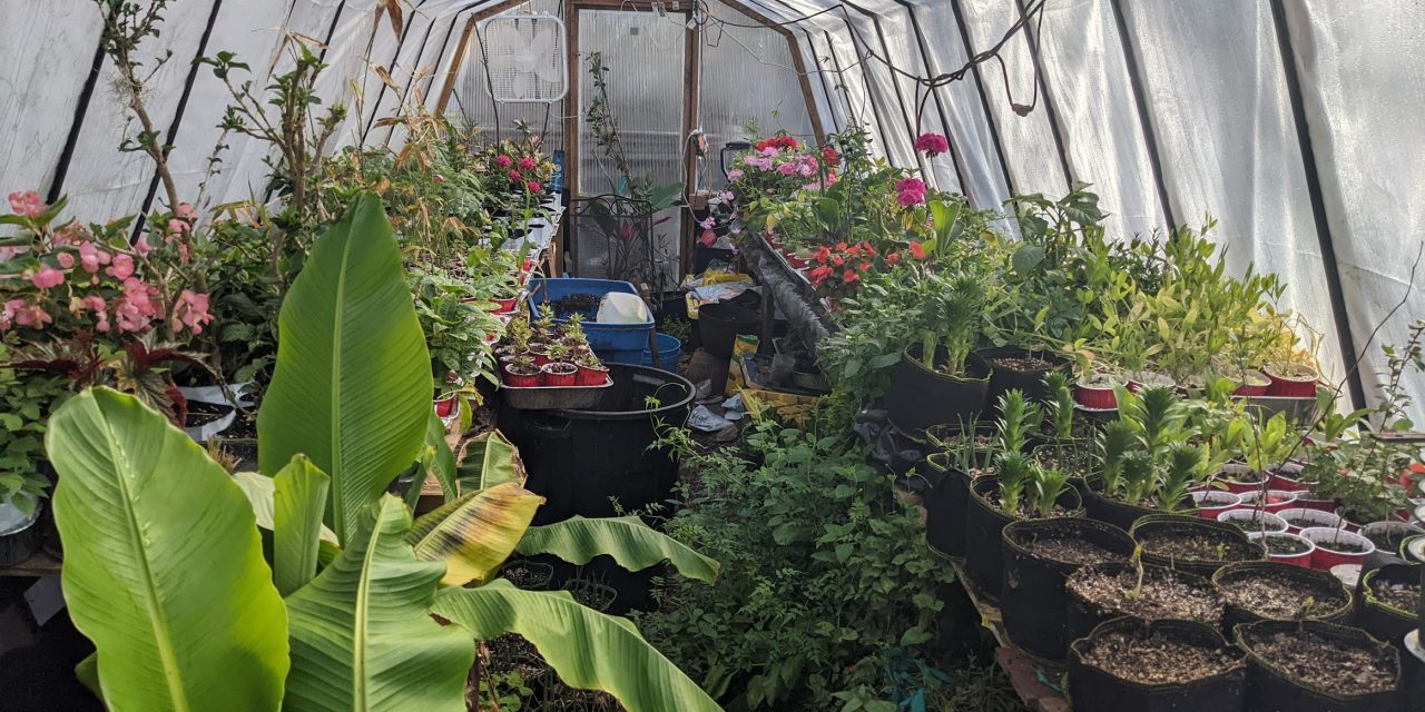 Greenhouse