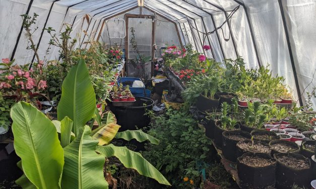 Greenhouse