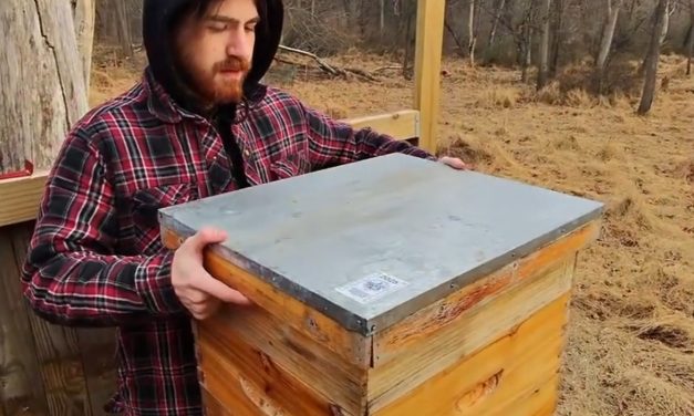 Feeding the winter bees